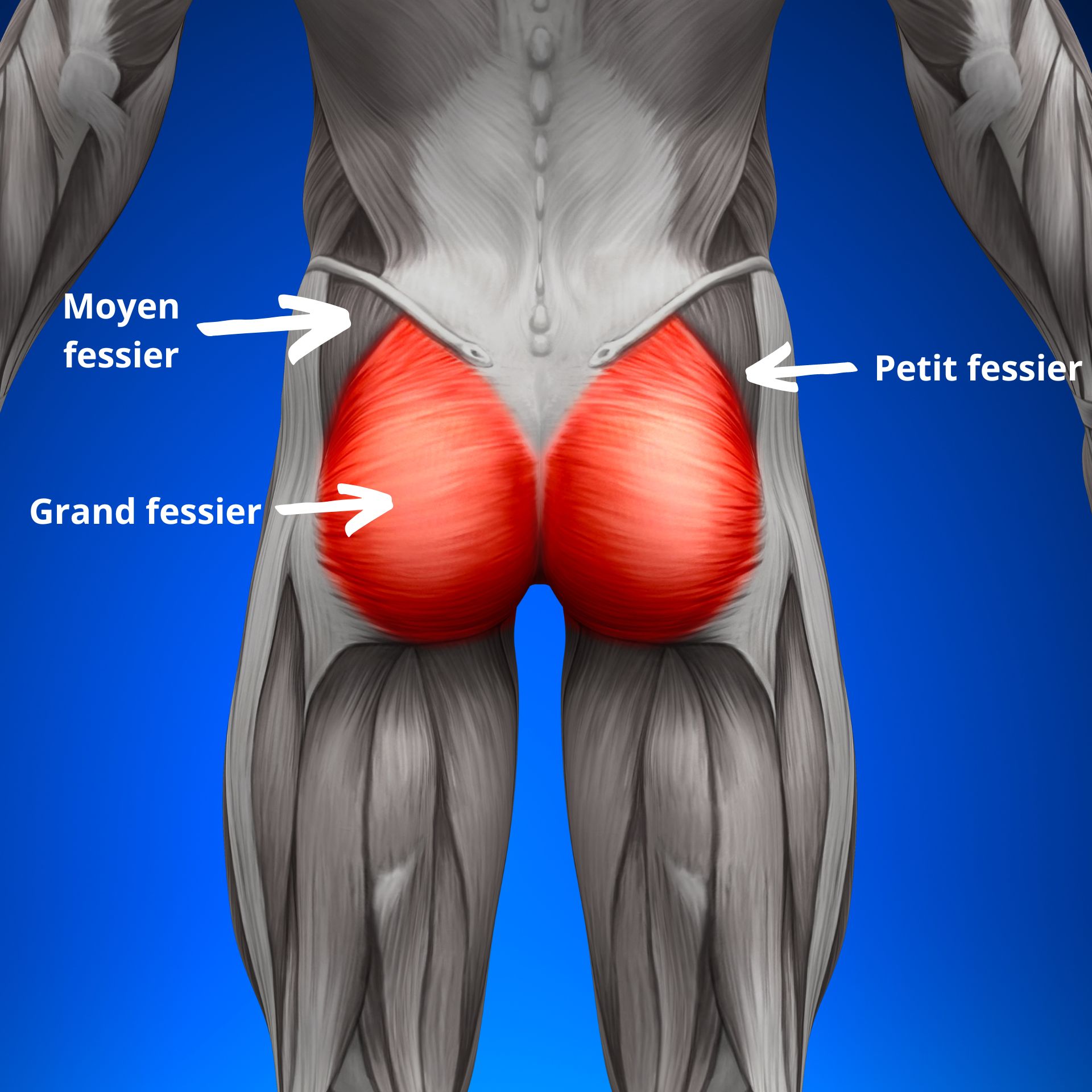 anatomie du fessier