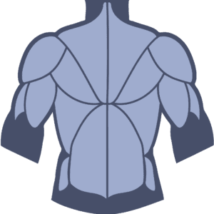 muscles du dos