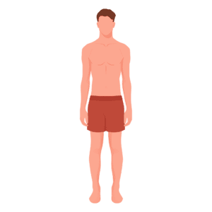 ectomorphe